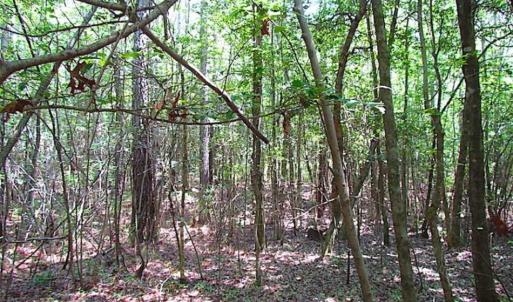 Photo of SOLD!!  5 Acres of Hunting Land of Southampton County VA!