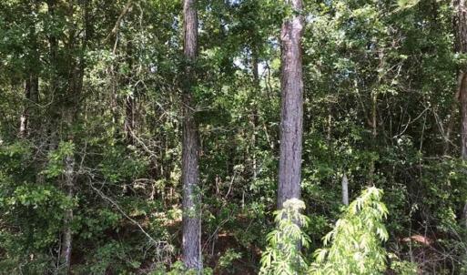 Photo of SOLD!!  6 Acres of Residential Land For Sale in Columbus County NC!