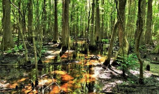 Photo of SOLD!!  245 Acres of Hunting Land with Cabin for Sale in Gates County NC!