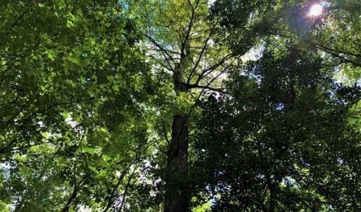 Photo of SOLD!!  245 Acres of Hunting Land with Cabin for Sale in Gates County NC!