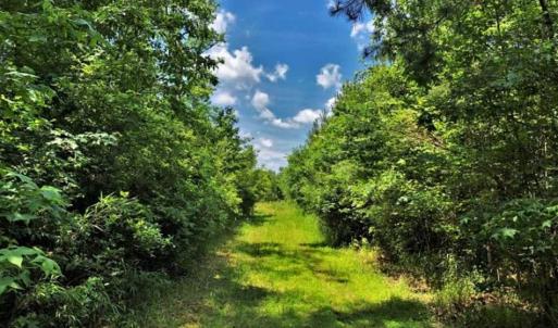Photo of SOLD!!  245 Acres of Hunting Land with Cabin for Sale in Gates County NC!