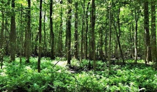 Photo of SOLD!!  245 Acres of Hunting Land with Cabin for Sale in Gates County NC!