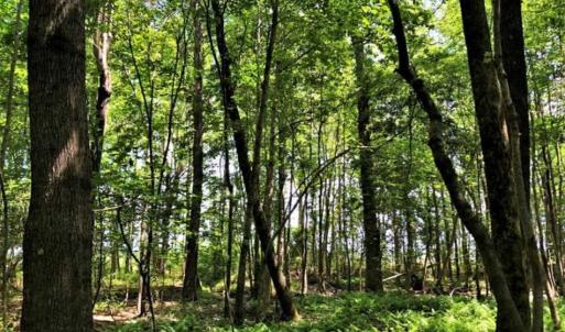 Photo of SOLD!!  245 Acres of Hunting Land with Cabin for Sale in Gates County NC!