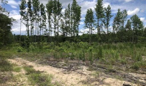 Photo of SOLD!!  283 Acres of Timber and Hunting Land in Marion/Dillon Counties SC!