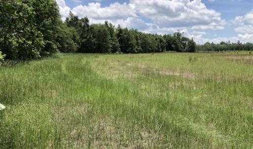 Photo of SOLD!!  283 Acres of Timber and Hunting Land in Marion/Dillon Counties SC!