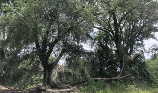 Photo of SOLD!!  283 Acres of Timber and Hunting Land in Marion/Dillon Counties SC!
