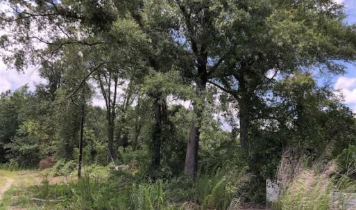 Photo of SOLD!!  283 Acres of Timber and Hunting Land in Marion/Dillon Counties SC!