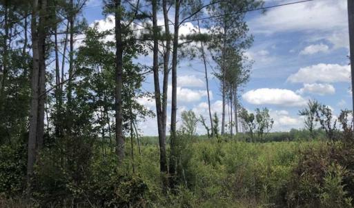Photo of SOLD!!  283 Acres of Timber and Hunting Land in Marion/Dillon Counties SC!
