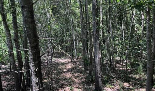 Photo of SOLD!!  283 Acres of Timber and Hunting Land in Marion/Dillon Counties SC!