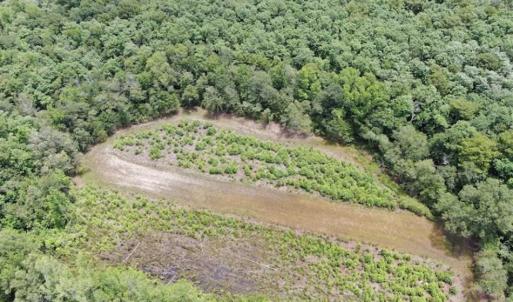 Photo of SOLD!!  283 Acres of Timber and Hunting Land in Marion/Dillon Counties SC!