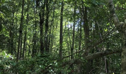Photo of SOLD!!  283 Acres of Timber and Hunting Land in Marion/Dillon Counties SC!