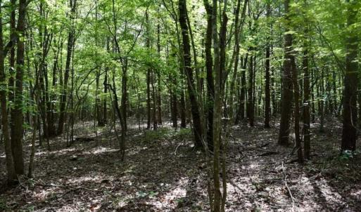 Photo of 24 Acres of Hunting and Recreation Land For Sale in Pittsylvania County VA!