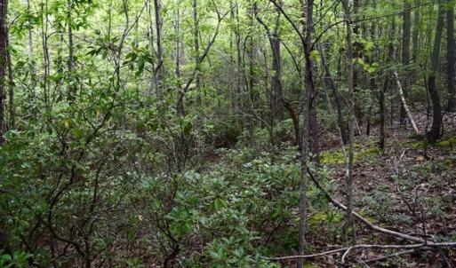 Photo of 24 Acres of Hunting and Recreation Land For Sale in Pittsylvania County VA!