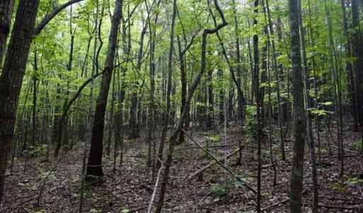 Photo of 24 Acres of Hunting and Recreation Land For Sale in Pittsylvania County VA!