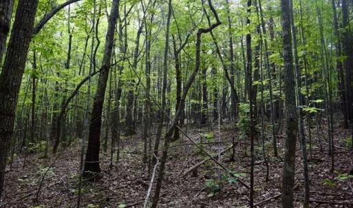 Photo of 24 Acres of Hunting and Recreation Land For Sale in Pittsylvania County VA!