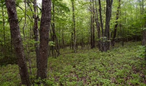 Photo of 24 Acres of Hunting and Recreation Land For Sale in Pittsylvania County VA!
