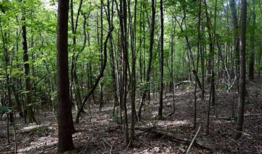 Photo of 24 Acres of Hunting and Recreation Land For Sale in Pittsylvania County VA!