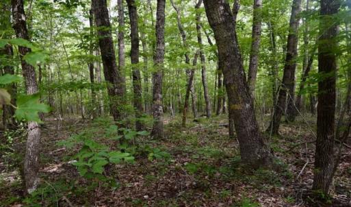 Photo of 24 Acres of Hunting and Recreation Land For Sale in Pittsylvania County VA!