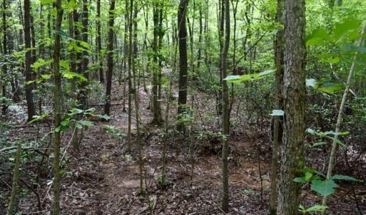 Photo of 24 Acres of Hunting and Recreation Land For Sale in Pittsylvania County VA!