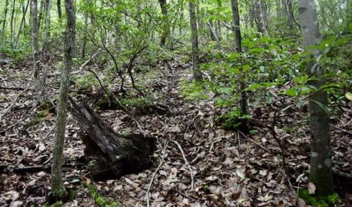 Photo of 24 Acres of Hunting and Recreation Land For Sale in Pittsylvania County VA!