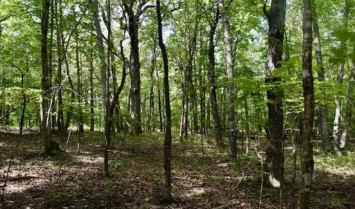 Photo of 24 Acres of Hunting and Recreation Land For Sale in Pittsylvania County VA!