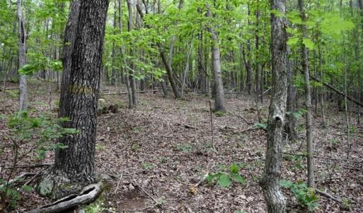 Photo of 24 Acres of Hunting and Recreation Land For Sale in Pittsylvania County VA!