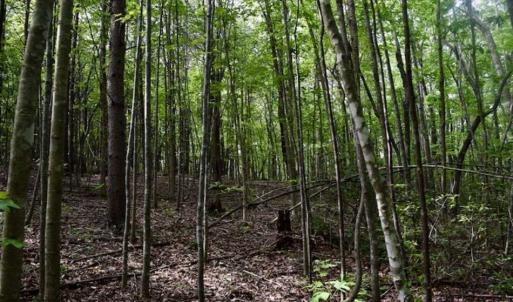 Photo of 24 Acres of Hunting and Recreation Land For Sale in Pittsylvania County VA!
