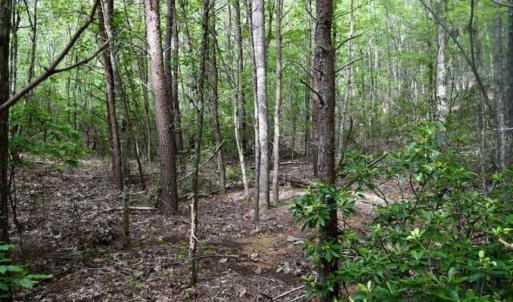 Photo of 24 Acres of Hunting and Recreation Land For Sale in Pittsylvania County VA!