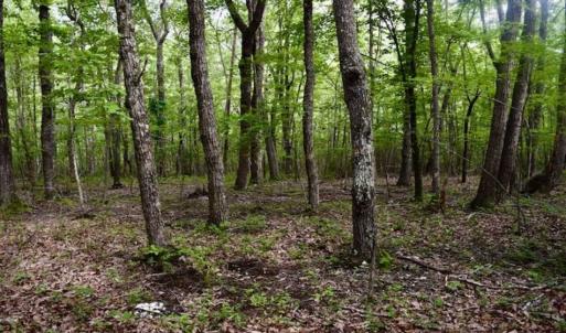 Photo of 24 Acres of Hunting and Recreation Land For Sale in Pittsylvania County VA!