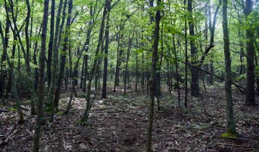 Photo of 24 Acres of Hunting and Recreation Land For Sale in Pittsylvania County VA!