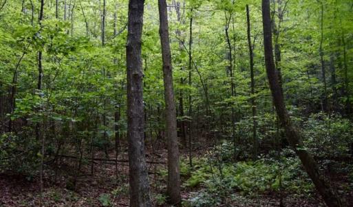Photo of 24 Acres of Hunting and Recreation Land For Sale in Pittsylvania County VA!