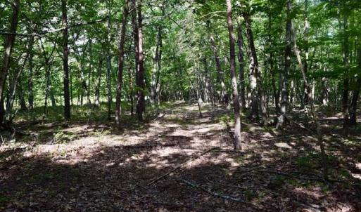 Photo of 24 Acres of Hunting and Recreation Land For Sale in Pittsylvania County VA!