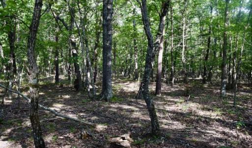 Photo of 24 Acres of Hunting and Recreation Land For Sale in Pittsylvania County VA!