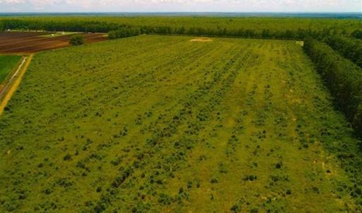Photo of 53.86 Acres of Timber and Hunting Land in Tyrrell County NC!