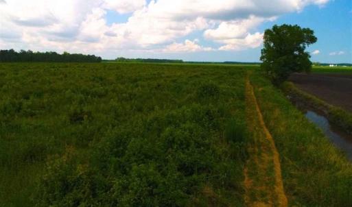 Photo of 53.86 Acres of Timber and Hunting Land in Tyrrell County NC!