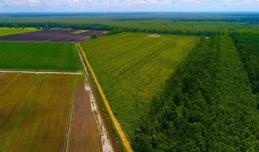 Photo of 53.86 Acres of Timber and Hunting Land in Tyrrell County NC!