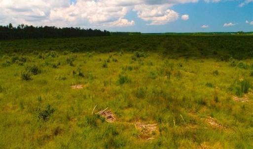 Photo of 53.86 Acres of Timber and Hunting Land in Tyrrell County NC!
