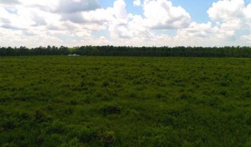 Photo of 53.86 Acres of Timber and Hunting Land in Tyrrell County NC!