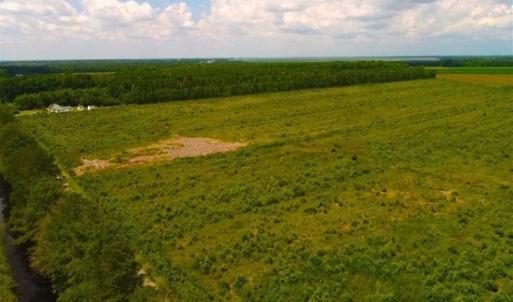Photo of 53.86 Acres of Timber and Hunting Land in Tyrrell County NC!