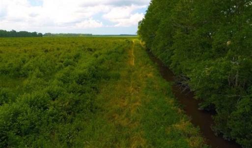 Photo of 53.86 Acres of Timber and Hunting Land in Tyrrell County NC!