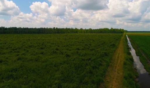 Photo of 53.86 Acres of Timber and Hunting Land in Tyrrell County NC!