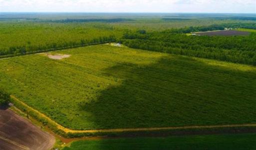 Photo of 53.86 Acres of Timber and Hunting Land in Tyrrell County NC!