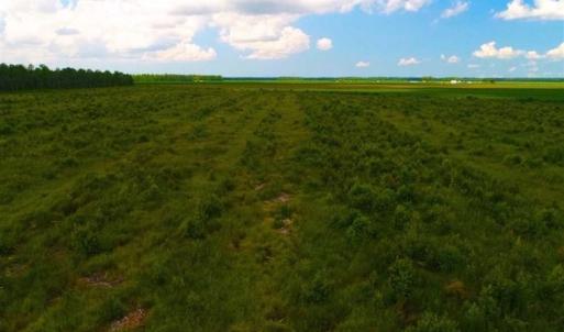 Photo of 53.86 Acres of Timber and Hunting Land in Tyrrell County NC!