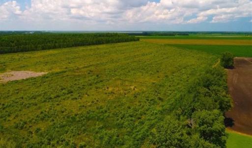 Photo of 53.86 Acres of Timber and Hunting Land in Tyrrell County NC!