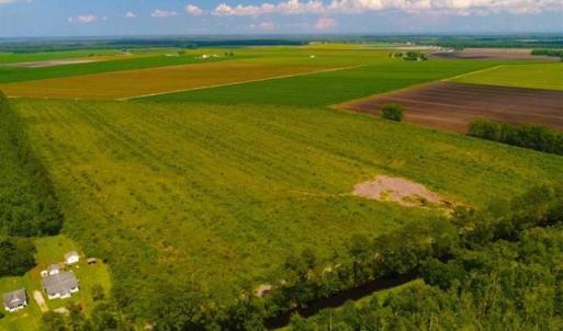 Photo of 53.86 Acres of Timber and Hunting Land in Tyrrell County NC!