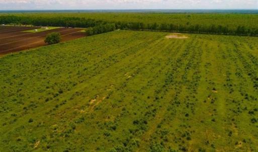 Photo of 53.86 Acres of Timber and Hunting Land in Tyrrell County NC!