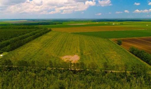 Photo of 53.86 Acres of Timber and Hunting Land in Tyrrell County NC!