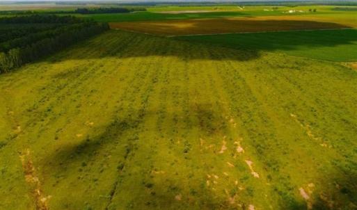 Photo of 53.86 Acres of Timber and Hunting Land in Tyrrell County NC!