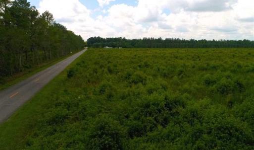 Photo of 53.86 Acres of Timber and Hunting Land in Tyrrell County NC!