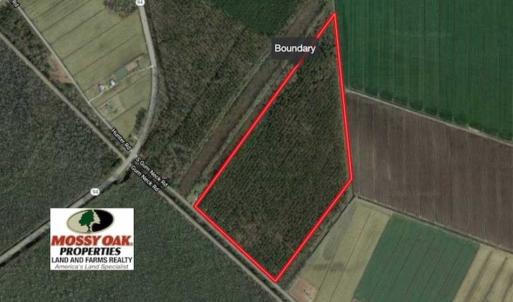 Photo of 53.86 Acres of Timber and Hunting Land in Tyrrell County NC!